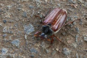 Wendland 086 2018-05-27