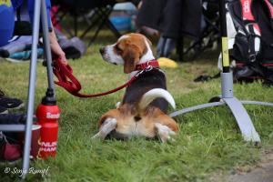 Heide 075 2019-05-18